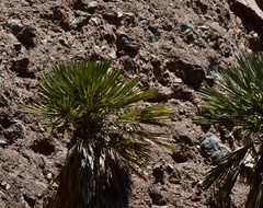 Trithrinax campestris