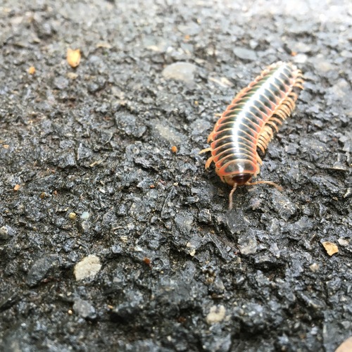 Brachoria initialis