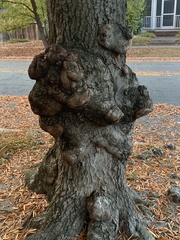 Agrobacterium radiobacter