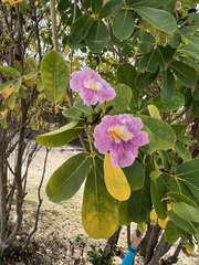 Tabebuia heterophylla