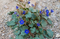 Phacelia nashiana