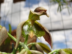 Catasetum cernuum