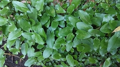 Arisarum