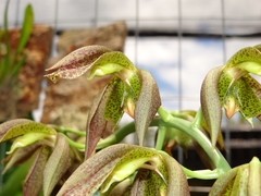 Catasetum cernuum
