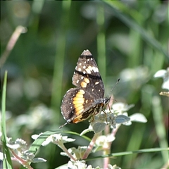 Chlosyne lacinia adjutrix