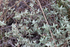 Cistus