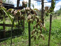 Catasetum cernuum