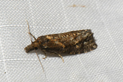 Phtheochroa