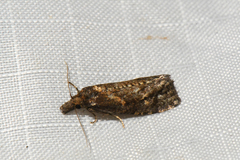 Phtheochroa