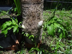 Catasetum cernuum