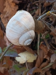 Helix pomatia
