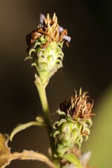 Symphyotrichum anomalum