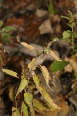 Symphyotrichum anomalum