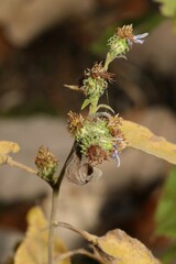 Symphyotrichum anomalum