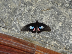 Parides zacynthus