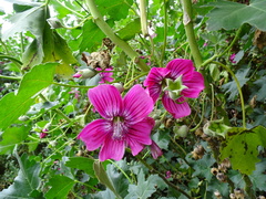 Malva assurgentiflora