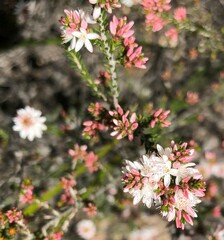 Calytrix alpestris