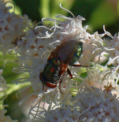 Cochliomyia
