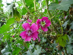 Malva assurgentiflora
