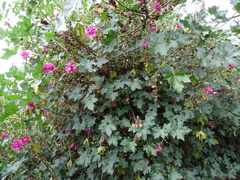 Malva assurgentiflora