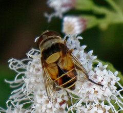 Palpada pusilla