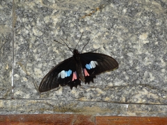 Parides zacynthus