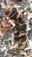 Phaeolus schweinitzii