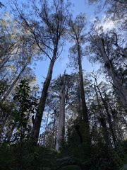 Eucalyptus regnans
