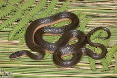 Lycodonomorphus rufulus