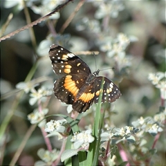 Chlosyne lacinia adjutrix