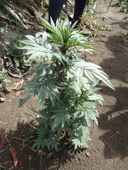 Tagetes minuta