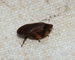 Lepyronia quadrangularis