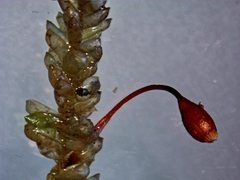 Weymouthia cochlearifolia