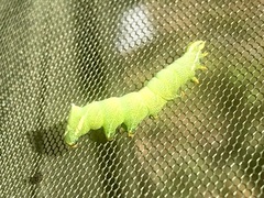 Endromis versicolora