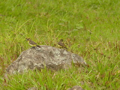 Ramphocelus flammigerus icteronotus