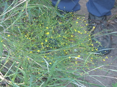 Gutierreziinae