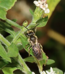 Andrena