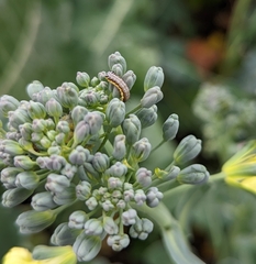 Evergestis rimosalis