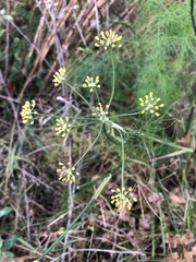 Foeniculum