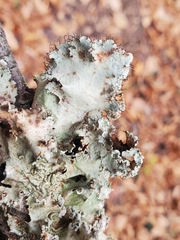 Parmotrema hypotropum
