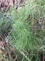 Foeniculum