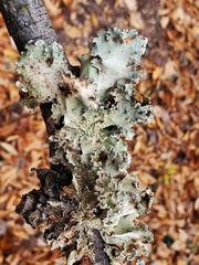 Parmotrema hypotropum