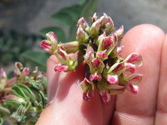 Hosackia crassifolia