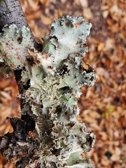 Parmotrema hypotropum