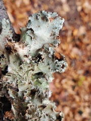 Parmotrema hypotropum