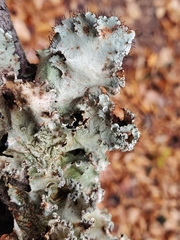 Parmotrema hypotropum