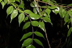 Syzygium luehmannii
