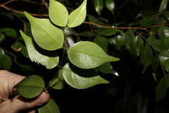 Syzygium luehmannii