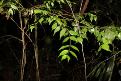 Syzygium luehmannii