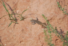 Aspidoscelis tesselatus